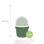 Echinocactus grusonii afmetingen